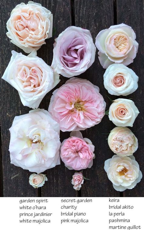 The Blush Pink Rose Study Blush Pink Rose Rose Varieties Rose