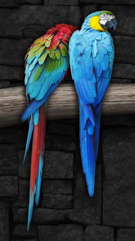 Back View Of Parrots On A Branch Parrot Wallpaper Bird Wallpaper