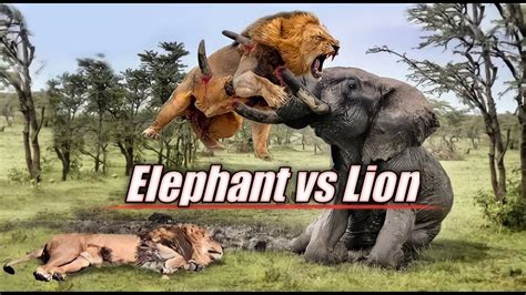 Lion Vs Elephant Fightingbest Amazing Video The Animale Storethe