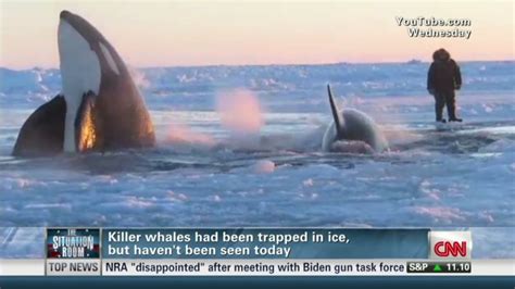 No Sign Of Trapped Killer Whales Official Says Cnn