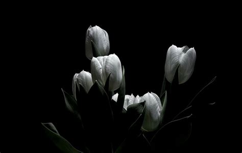 Tulips Wallpaper Aesthetic Tulips Flower