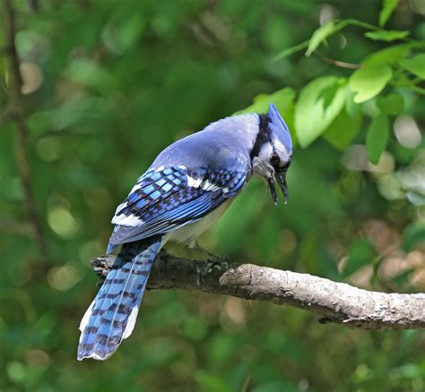 Pictures And Information On Blue Jay