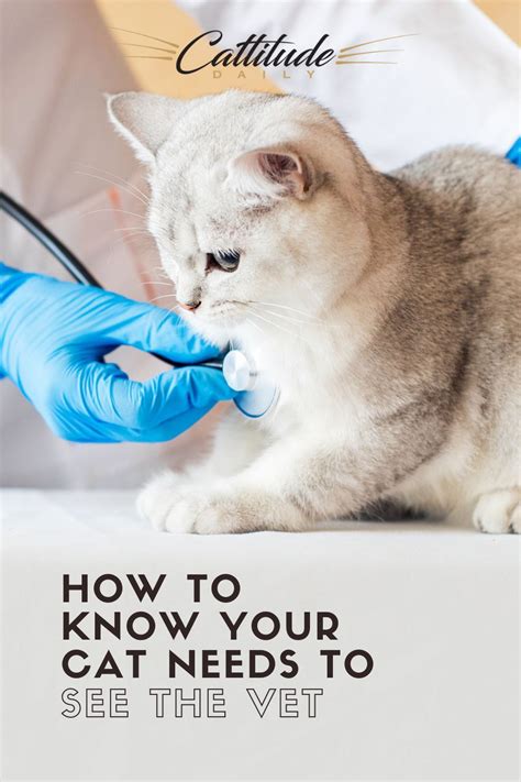 10 Ways To Know Your Cat Needs To See A Vet Cat Facts Cats Sick Cat