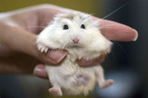 Breeding Information For Roborovski Dwarf Hamsters