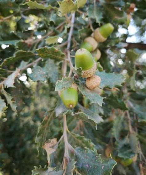 Evergreen Oak Quercus Ilex Trees By Post