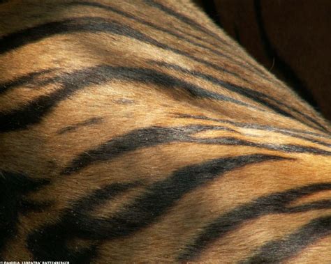 32 Tiger Fur Wallpaper