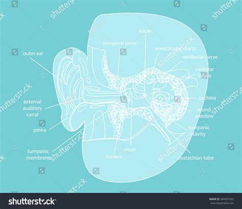 Cartoon Silhouette Human Ear Anatomy Cut Stock Vector Royalty Free