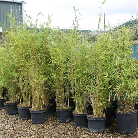 Best Bamboo Screening Plants Species To Use Right Now