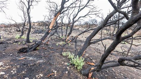 Ecología Del Fuego Incendio De Montesión