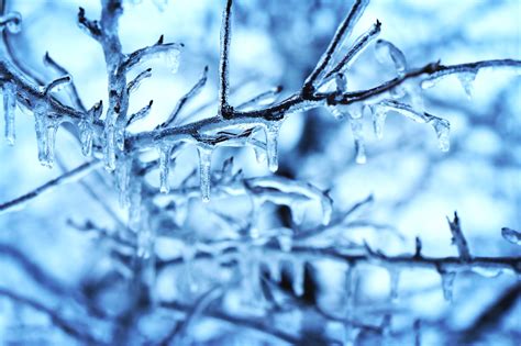 フリー写真画像 雪、氷の結晶、ツリー、枝、寒さ、森林、霜、冬