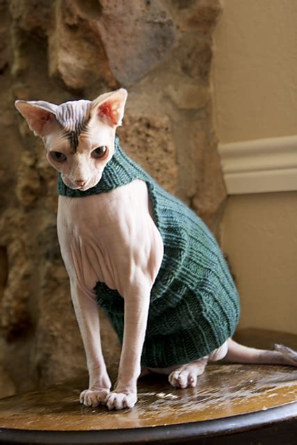 Ravelry Queen Bean Sphynx Cat Sweater Pattern By Abbie Sanderson