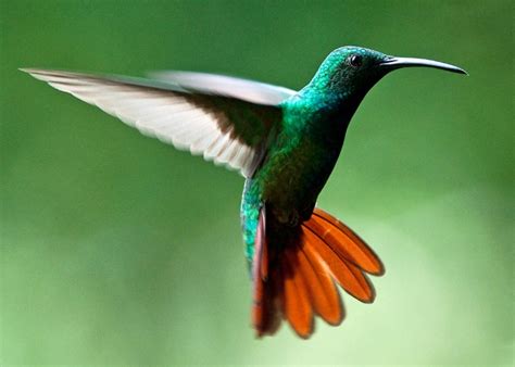 Bird Watchers Delight Rare Hummingbird Makes Appearance In Texas