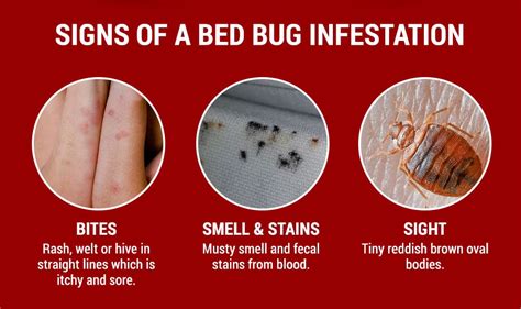 Bed Bug Awareness Week Preventative Measures Advice