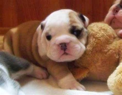 They are a good family dog and do well with children. Fitness - Miniature English Bulldog puppy for sale ...