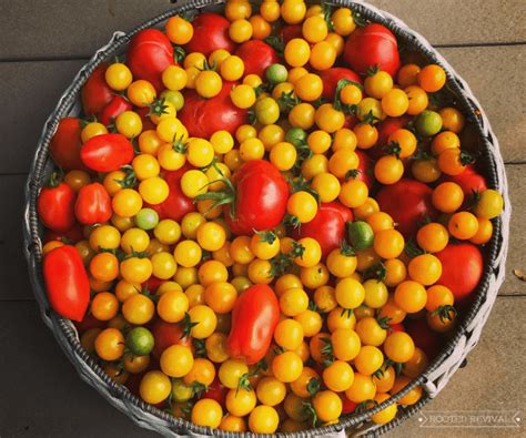 23 Cherry Tomato Canning Recipes Veronicacatrina