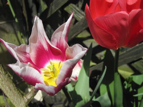 Free Images Nature Blossom Flower Petal Bloom Tulip Spring