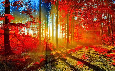 60 Bright Fall Images Wallpapers Download At Wallpaperbro