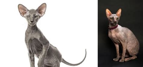 Peterbald Vs Don Sphynx Breed Comparison Mycatbreeds