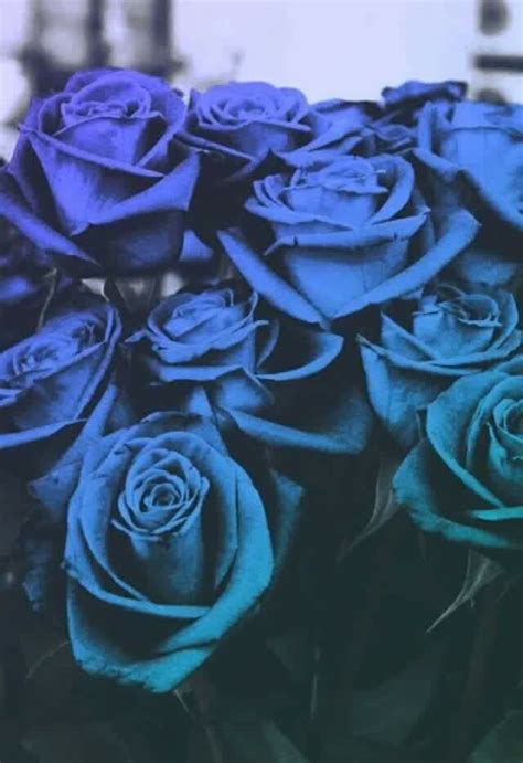 Flower bouquet graphy, vintage floral botanical pull free, pink, red, and white rose flower arrangement painting, ribbon, flower arranging png. صور ورد للمرتبطين وباقات زهور متنوعة وخلفيات ورود مذهلة ...