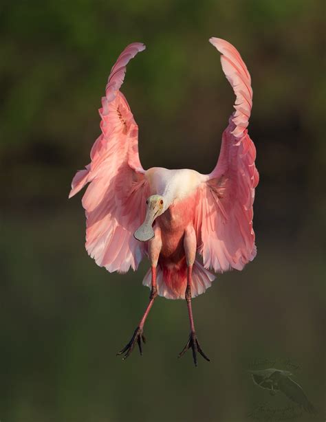 Roseate Spoonbill Adult Landing By Ron Bielefeld Photo 108494133 500px