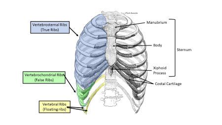 About 1.5 years ago noticed a pain in my left rib cage right on the bone. Rib Cage Of Human Body : Thoracic Cage Anatomy Body Human ...