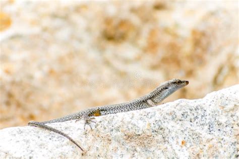 Baby Alligator Lizard Stay And Resting On Rock Stock Image Image Of