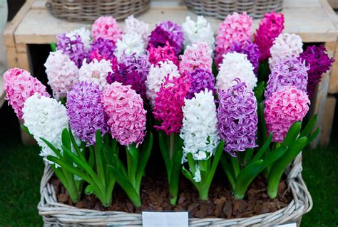 Hyacinth Bulbs Grow And Care Tips Charismatic Planet