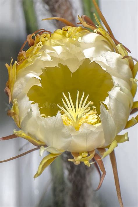 Night Blooming Cereus In The Process Of Opening Stock Photo Image Of