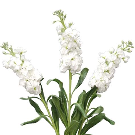 Stock White Flower Collection Ecuador
