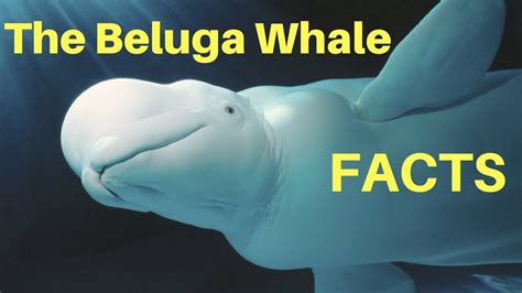Facts The Beluga Whale Youtube