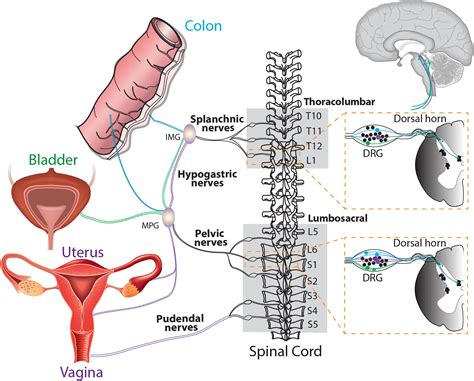 Frontiers Pain In Endometriosis