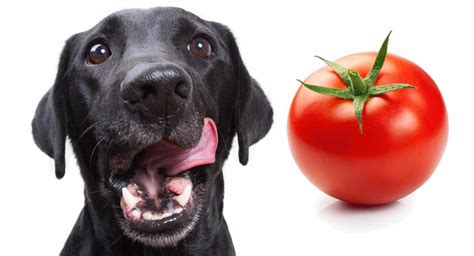 Can Dogs Eat Tomatoes A Complete Guide To Tomatoes For Dogs