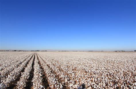 Cotton Fields, USA