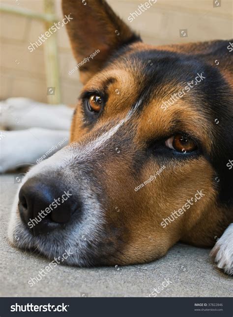 Closeup Dog Laying Down Sad Expression Stock Photo