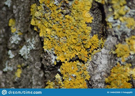 Yellow Lichen On Tree Bark Stock Photo Image Of Cracked 144642508