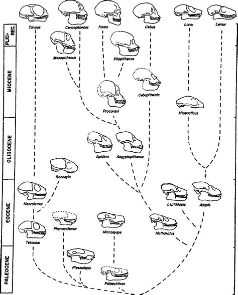 Pdf The Fossil Record And Primate Phylogeny Semantic Scholar