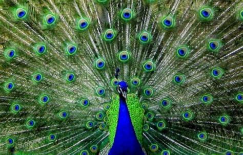 The Beauty Of Peacock Feathers Hubpages