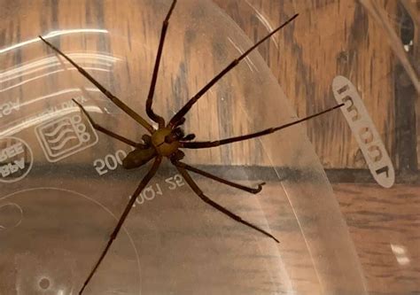 Spiders That Look Like Brown Recluse Spider