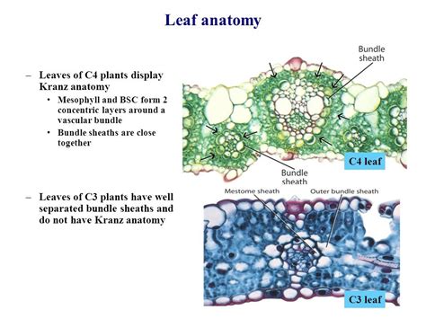 Leaf Structure Of C3 And C4 Plants