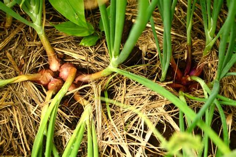 Shallots Allium Cepa Var Aggregatum Tropical Self Sufficiency