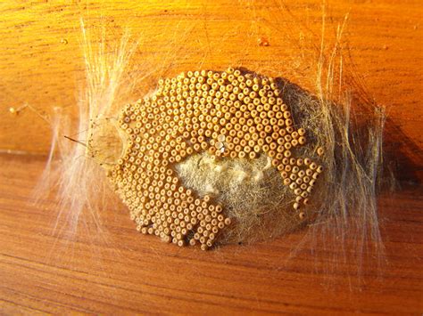 Gypsy moths are destructive pests in areas with lots of trees, and they can completely strip your trees of leaves if left untreated. Vaporer moth nest | Flickr - Photo Sharing!