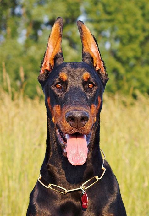 Dobermann Wallpapers Wallpaper Cave