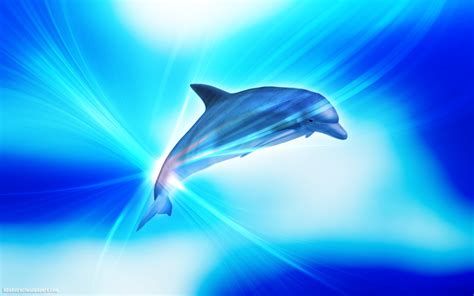 Dolphin Backgrounds For Computer Mister Wallpapers