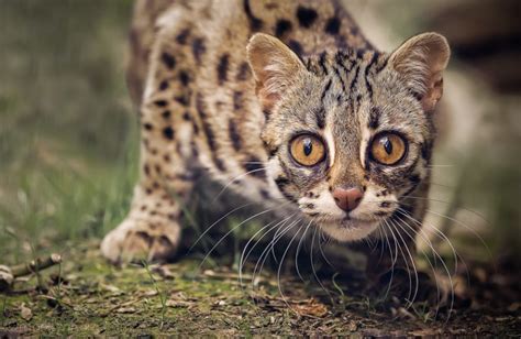 Wild Cats The Asian Leopard Cat