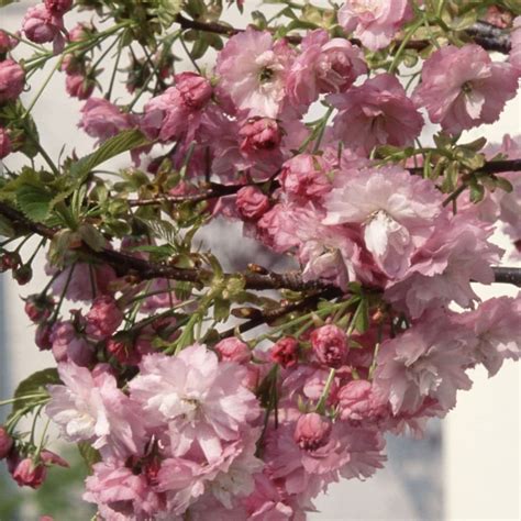 Buy Dwarf Japanese Flowering Cherry Prunus Little Pink Perfection