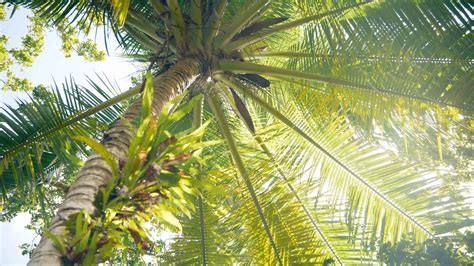 palm tree definition - palm tree definition... - palm tree definition | Wallpaper natureza ...