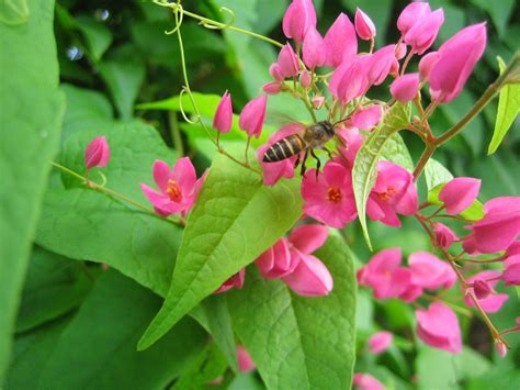 Daftar selengkapnya nama ilmiah bunga dan tanaman hias indonesia adalah sebagai berikut : My AGRI LOG: PEMERHATIAN MENGENAI BUNGA-BUNGA YANG ...