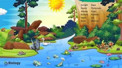 What Is Forest Ecosystem And Its Types Printable Templates Protal