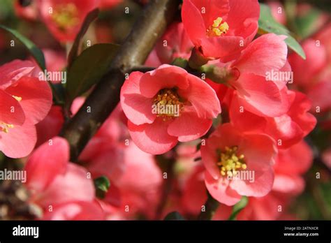 Japanese Quince Chaenomeles Japonica High Resolution Stock Photography