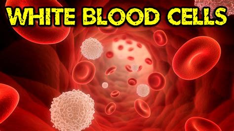 Function Of White Blood Cells Youtube